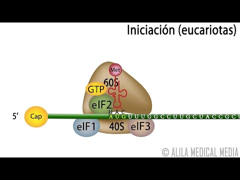 La participación de los ribosomas y la transcripción del ARN ribosomal.