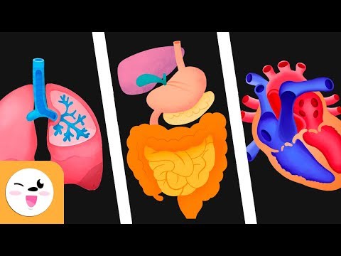 Función de los sistemas del cuerpo humano: una visión general completa