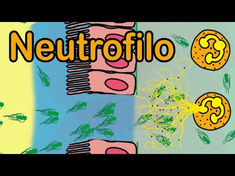 Cuál es la función de los neutrófilos: una explicación detallada