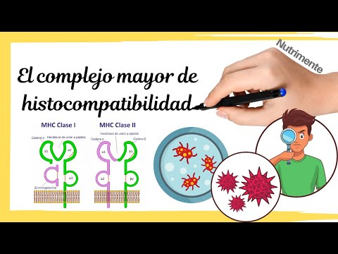 Complejo Mayor de Histocompatibilidad (MHC): PPT explicativo