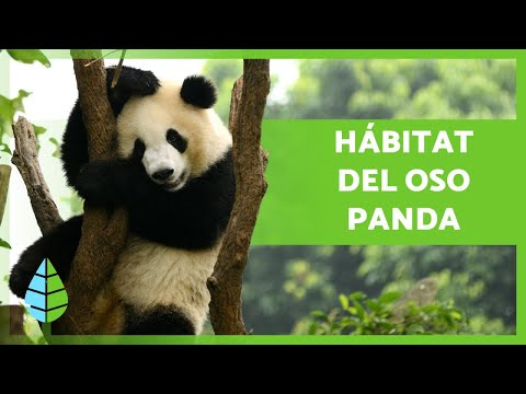 Características, hábitat y alimentación del oso panda: una exploración completa