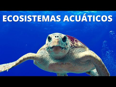 Características de los ecosistemas acuáticos: un estudio detallado