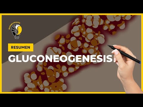 ¿En qué consiste la gluconeogénesis y cómo afecta al organismo?