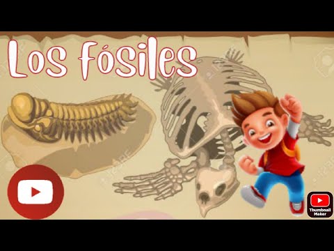 ¿Cuál es la importancia de un fósil en la paleontología?