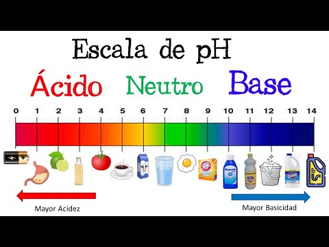 Escala de pH con ejemplos de alimentos: ¿Cómo afecta nuestra salud?