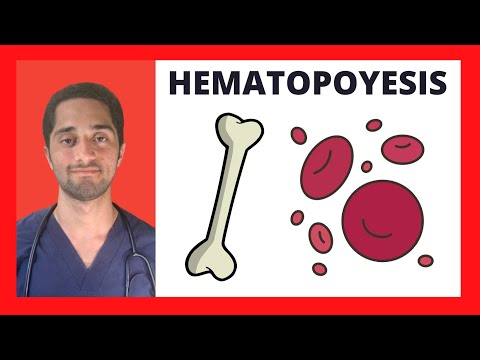 ¿Qué es la hematopoyesis y dónde se produce en el cuerpo?