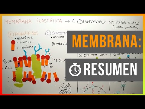 Funciones de la membrana plasmática: el rol crucial en la célula