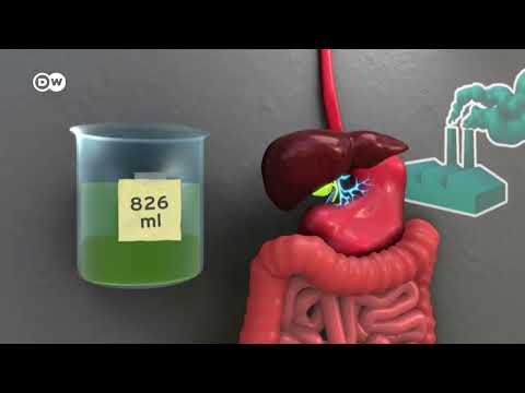 ¿En qué lado se encuentra el hígado en los humanos?