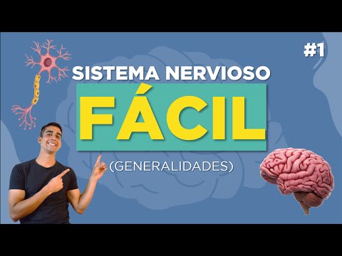 Cómo se clasifica el sistema nervioso periférico: una visión general