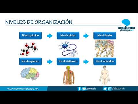 Los Niveles Estructurales del Cuerpo Humano: Un Análisis Detallado.