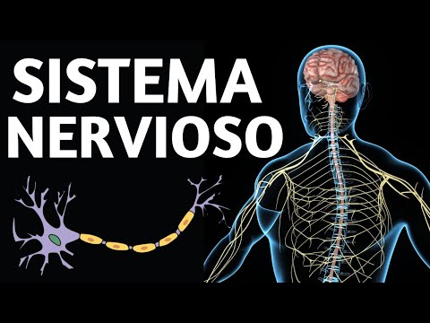 ¿Cuáles son las partes del sistema nervioso y cómo funcionan?