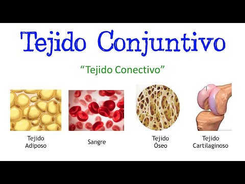 Características del tejido conectivo laxo: Vital para nuestro organismo