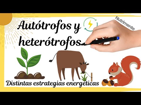 Las bacterias: ¿autótrofos o heterótrofos?