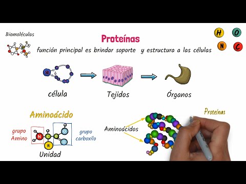 Los elementos que conforman las proteínas, piezas esenciales del organismo