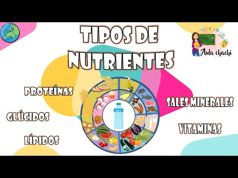 Principales alimentos con contenido de lípidos: una guía esencial.