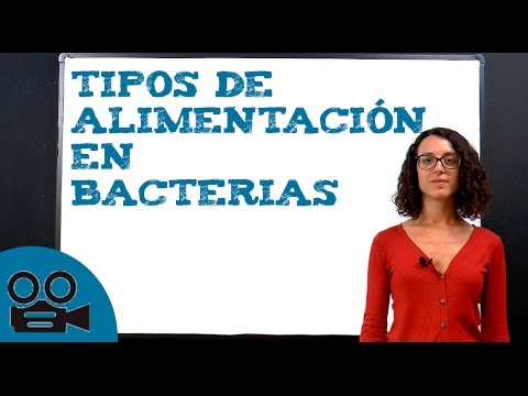 Las bacterias: autótrofas o heterótrofas, ¿cuál es su alimentación?