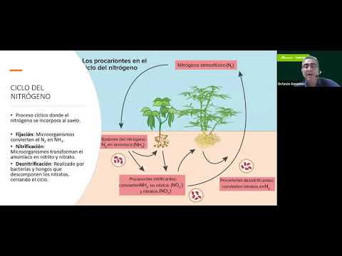 La importancia de las bacterias fijadoras de nitrógeno en la agricultura