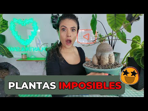 ¿Cómo se llaman las plantas chiquitas y dónde encontrarlas?