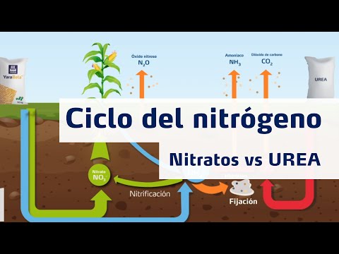 Beneficios del nitrógeno en el crecimiento de las plantas