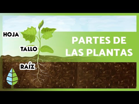 La estructura de la planta y sus funciones es fundamental.