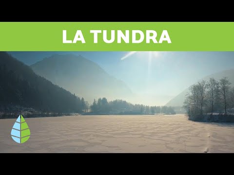 Identifica dos características de la tundra: su clima y flora.