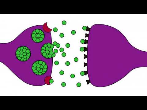 Transferencia y comunicación de información entre neuronas mediante sinapsis.