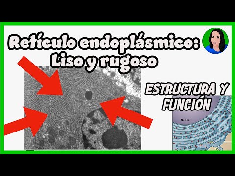 Características del retículo endoplásmico rugoso: una mirada en profundidad.