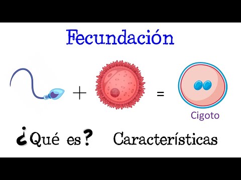 La fecundación interna en organismos: un proceso de reproducción eficiente.