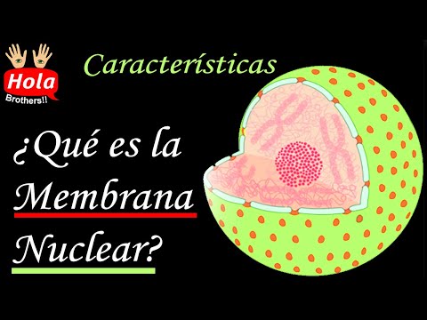 ¿Cuál es la función de la membrana nuclear en las células?