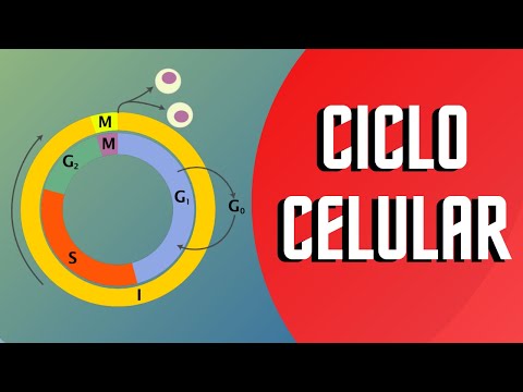 Estructuras químicas y biológicas en la reproducción celular: una visión general