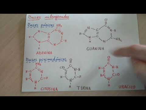 Clasificación de las bases nitrogenadas: una visión detallada.