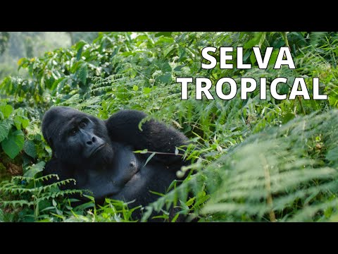 ¿Qué animales habitan en el clima tropical?