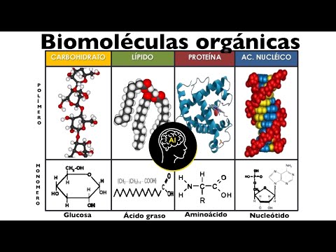 Moléculas orgánicas y su función en las células: una perspectiva.