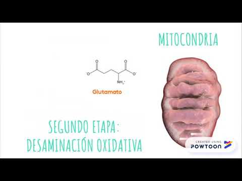 Transaminación y desaminación de proteínas: procesos esenciales en el metabolismo.