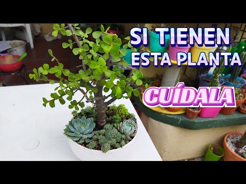 La planta de la abundancia: su utilidad y beneficios.