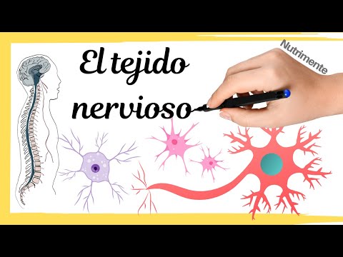 Células especializadas en el sistema nervioso: características y funciones