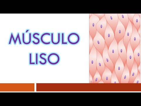 Características del tejido muscular liso: una mirada en profundidad