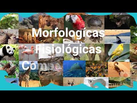 Ejemplos de adaptaciones morfológicas en animales y plantas: una exploración.