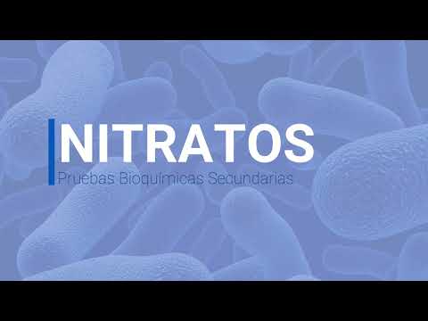 Reducción de nitratos a nitritos en microbiología: una perspectiva actualizada