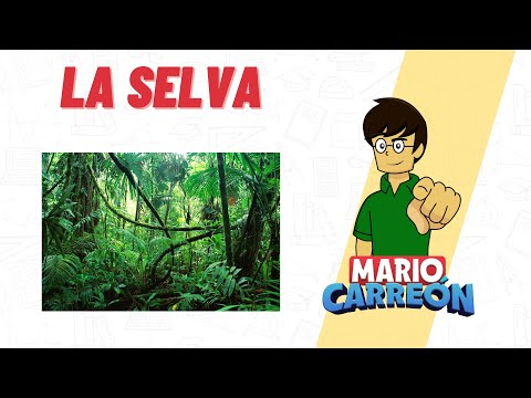 Características generales de la selva: una exploración en detalle