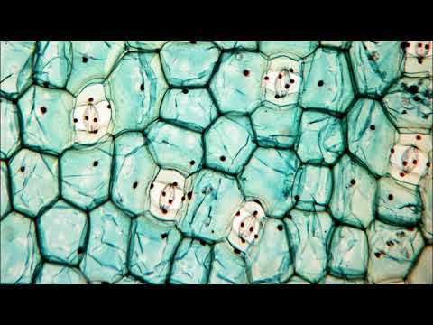 Cómo se ve una hoja en el microscopio: una visión detallada.