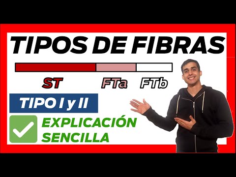 Tipos de fibras musculares esqueléticas: una clasificación y descripción.