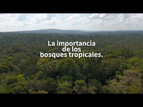 La importancia de la ubicación de los bosques tropicales