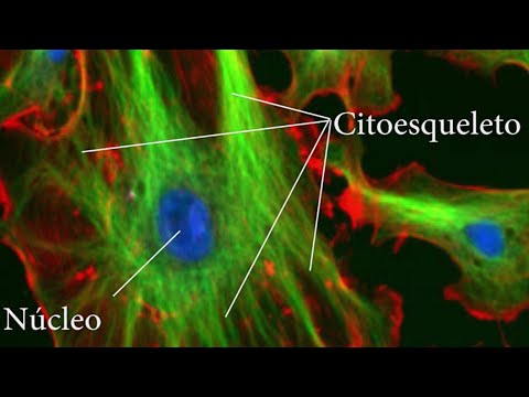 La función del citoesqueleto en la célula animal: un análisis breve.