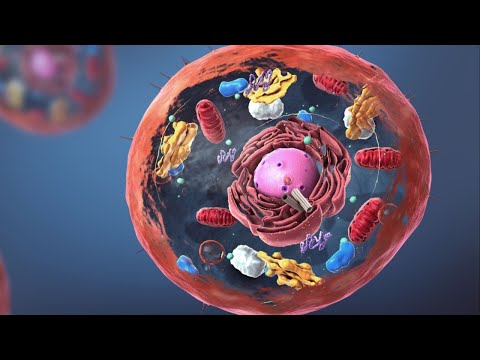 La función del núcleo en la célula animal: un análisis.