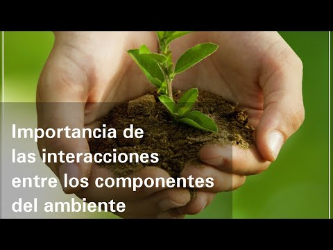 Ejemplos de interacción con el ambiente y su importancia