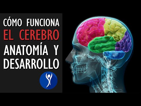 Anatomía cerebral: descubre sus funciones y características principales