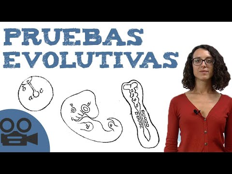 Pruebas embriológicas respaldan la teoría de la evolución