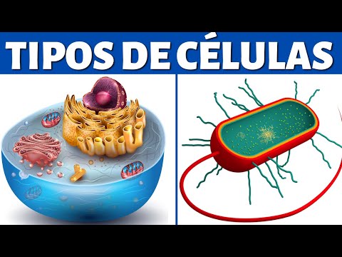 Características de las células procariontes y eucariontes: una comparación.