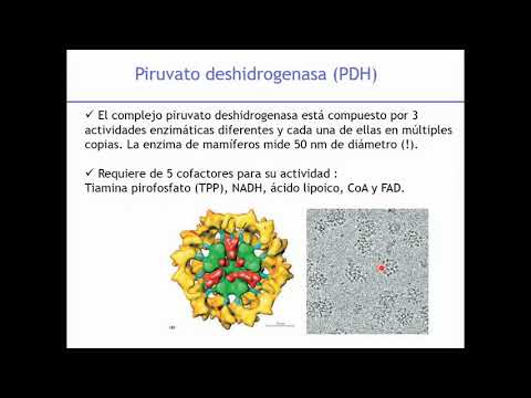 El Ciclo de Krebs y la Fosforilación Oxidativa en acción.